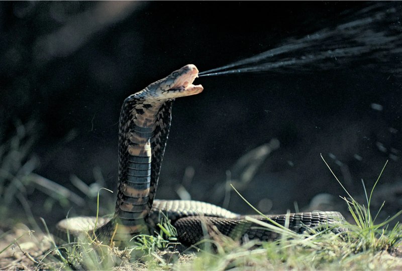 Rắn thường biểu tượng cho các vị thần linh và quyền lực