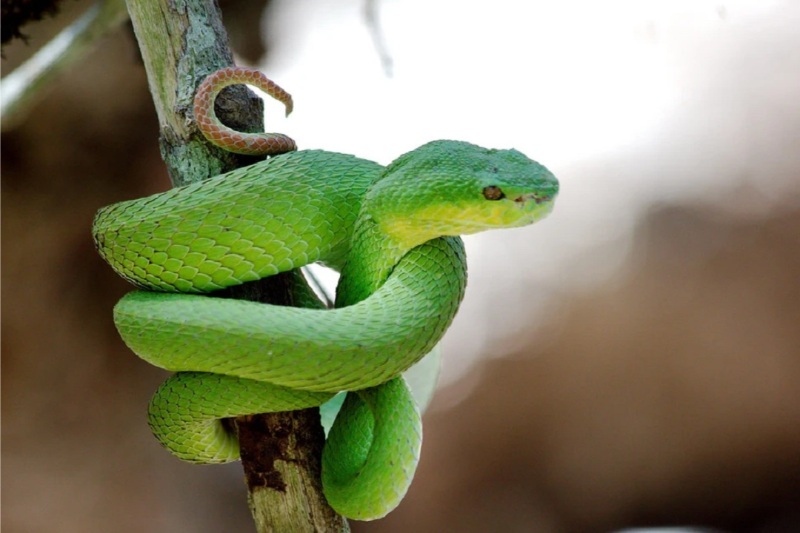 Luận giải con rắn số mấy và điềm báo ẩn chứa