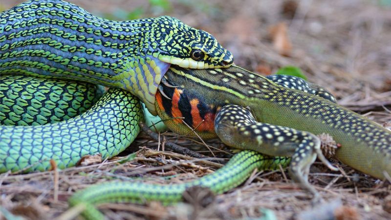 Mơ thấy rắn đang nuốt chửng con mồi