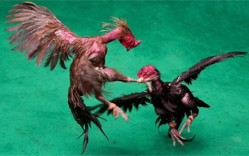 Lối đá điêu luyện và thông minh của gà đá chọi Thái