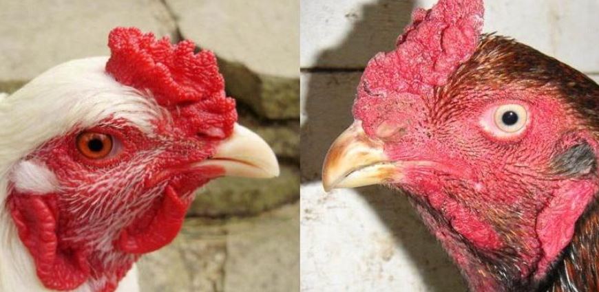 Bật mí cách chăm sóc gà con khi lai mồng gà chọi cho sư kê mới