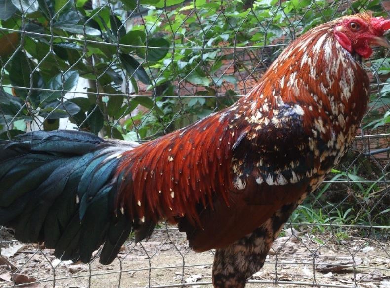 Hướng dẫn trước bị trước khi thực hiện lai gà đá