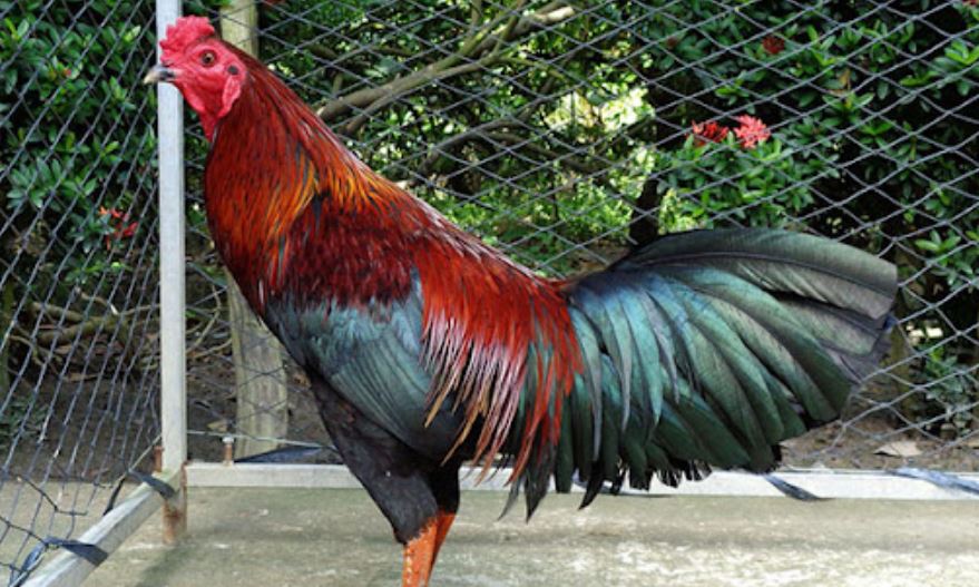 Cách chăm sóc gà mái trong thời gian ấp trứng