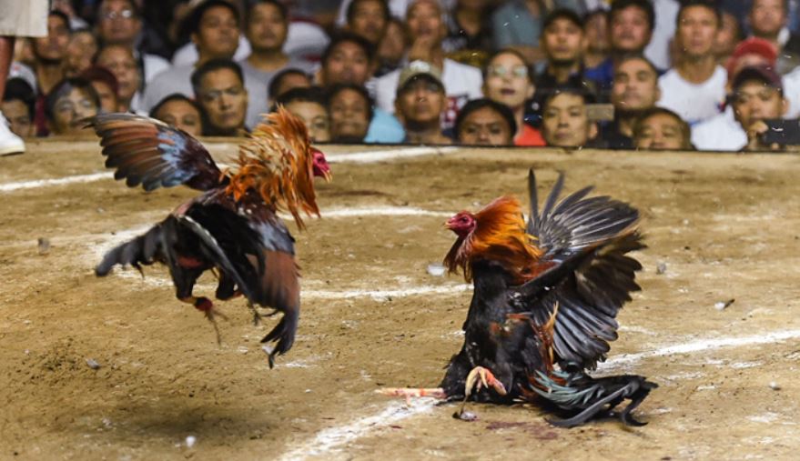 Hướng dẫn rèn luyện sức chiến khi lai tạo gà đá cựa