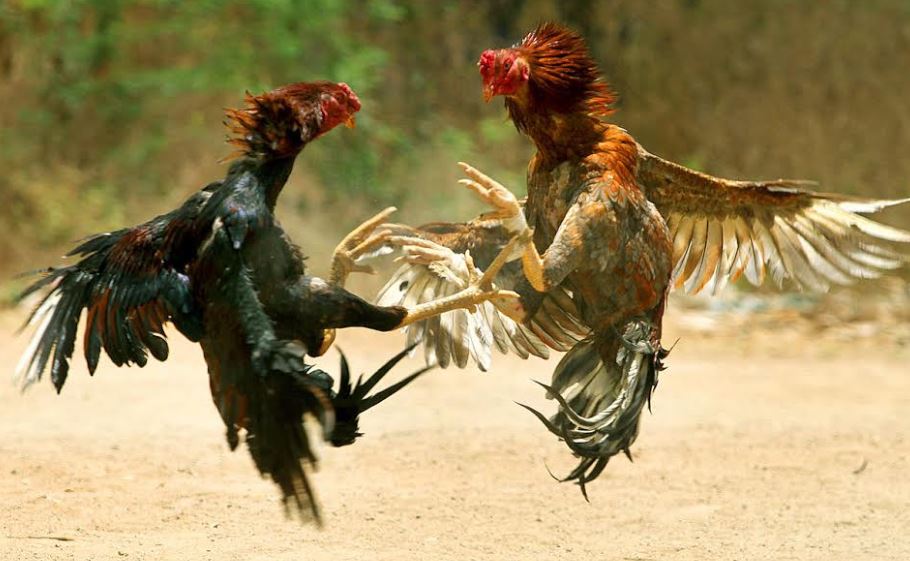 Bật mí cách chăm sóc và rèn luyện khi lai tạo gà đá cựaBật mí cách chăm sóc và rèn luyện khi lai tạo gà đá cựa