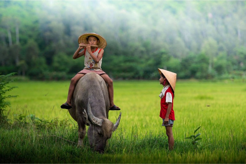 Sắp tới gia đình bạn rất dễ xảy ra lục đục khi mơ mất đàn trâu non