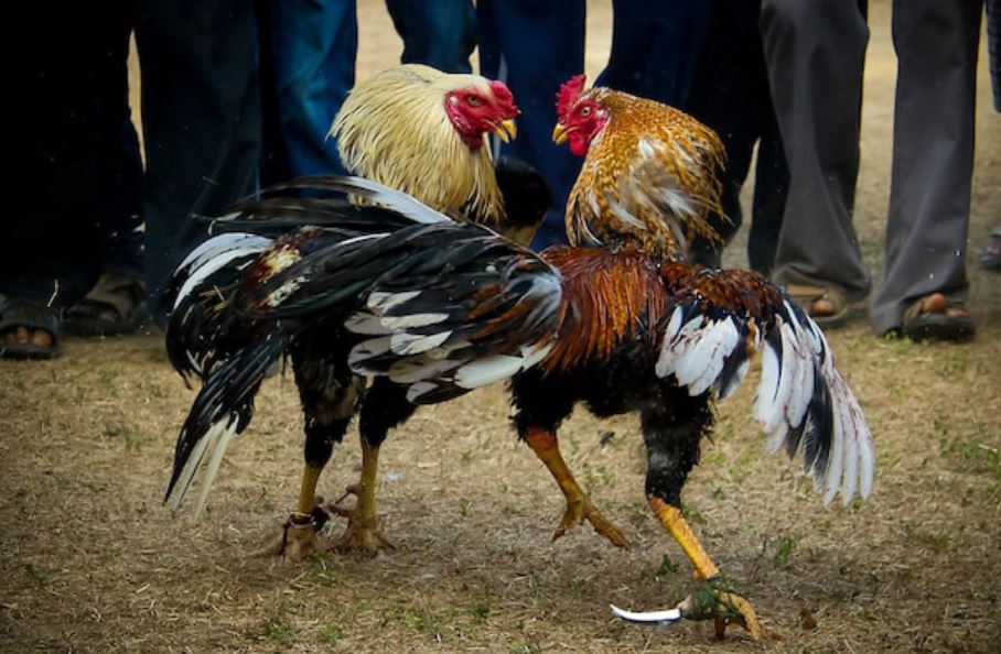 Cách chuẩn bị chuồng trại khi nuôi gà đá