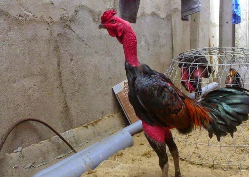 Xây dựng chế độ dinh dưỡng hợp lý khi nuôi gà đá