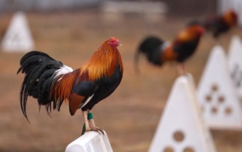 Các bài tập luyện trong cách nuôi gà đá ra trường theo từng giai đoạn