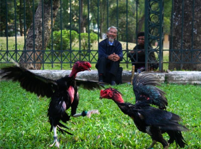 Thiến gà đá đúng cách kìm hãm sự hiếu động hung hăng