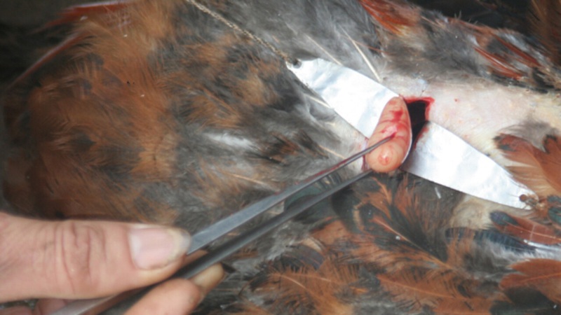 Quá trình thiến gà đúng cách qua sườn